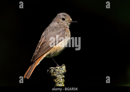 Femmina Redstart comune, Phoenicurus phoenicurus, UK. Foto Stock