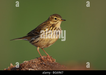 Prato, Pipit Anthus pratensis, appollaiato su fattoria midden heap, UK. Foto Stock