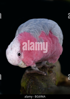 Galah (eolophus roseicapilla) Foto Stock