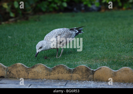 Aringa gabbiano (Larus argentatus) capretti alimentare sul prato Foto Stock