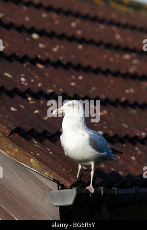 Aringa gabbiano (Larus argentatus) adulto appollaiate sul tetto Foto Stock