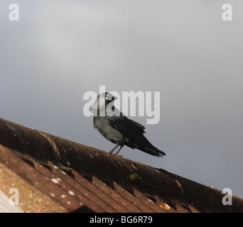 Taccola (Corvus monedula) appollaiate sul tetto del garage Foto Stock