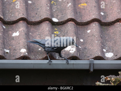 Taccola (Corvus monedula) appollaiate su grondaie Foto Stock