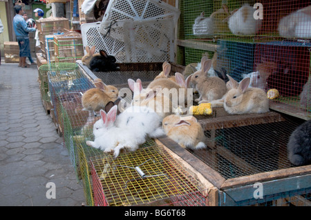 Conigli in vendita in Pasar Ngasem bird market, Yogyakarta, Java, Indonesia Foto Stock