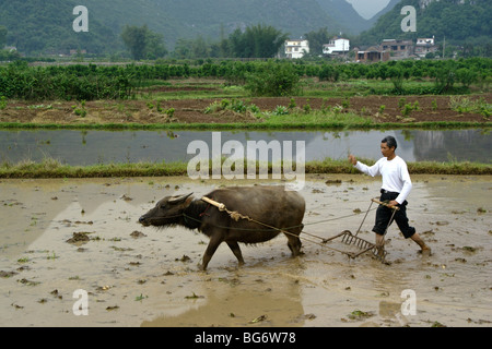 L'uomo arando risone con il bufalo d'acqua, nel Guangxi, Cina Foto Stock