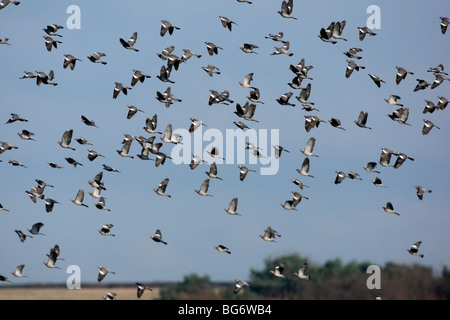 Colombaccio Columba palumbus, grande gregge in volo in inverno, Shropshire 2009 Foto Stock