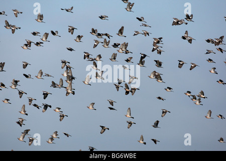 Colombaccio Columba palumbus, grande gregge in volo in inverno, Shropshire 2009 Foto Stock