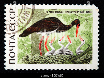 Ciconia nigra (nero Stork), francobollo, URSS, 1969 Foto Stock