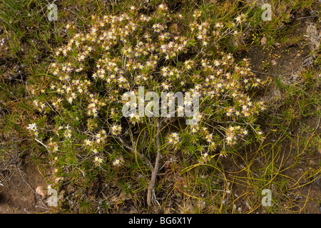 Viola Starflower Calytrix depressa in fiore in primavera nei pressi di Geraldton, Australia occidentale Foto Stock