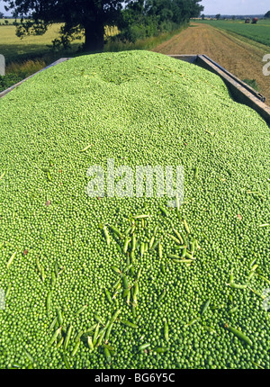 Raccolto di piselli nel contenitore del rimorchio del trattore riempito al bordo e appena raccolto in campo agricolo arabile Essex campagna Inghilterra Regno Unito Foto Stock