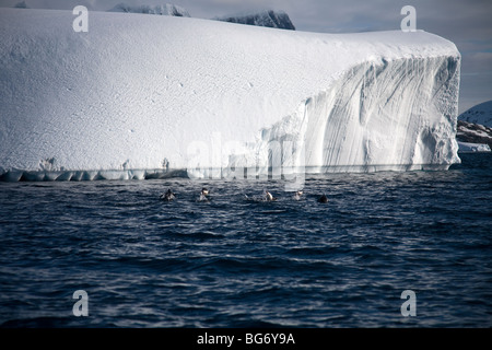 I pinguini Gentoo porpoising davanti a granuli tabulari di iceberg, off Pleneau Island, Lemaire Channel, Antartide Foto Stock