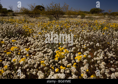 Golden Waitzia, Waitzia nitida = W. aurea e Pompom testa drummondii Cephalipterum a Coalseam Park, Australia occidentale Foto Stock