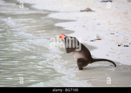 Lunga coda Macaque nelle scimmie beach, bere una lattina di Fanta, Phi Phi Island, Thailandia Foto Stock