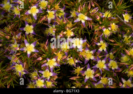 Viola Starflower Calytrix depressa in fiore in primavera nei pressi di Geraldton, Australia occidentale Foto Stock