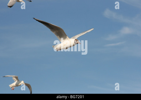 Sea Gull battenti contro il cielo blu Foto Stock