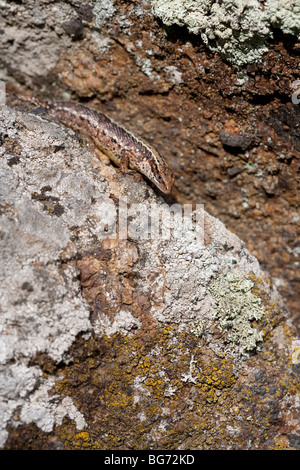 Lucertola vivipara ( zootoca vivipara ) che si nasconde su crack di pietra , Finlandia Foto Stock