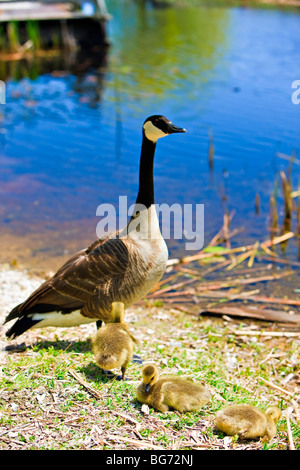 Oche canadesi, Branta canadensis, presso la palude Boardwalk in punto La Pelée National Park, Leamington, Ontario, Canada. Foto Stock
