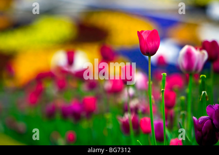 I tulipani, Tulipa, nella parte anteriore del Niagara Parks orologio floreale lungo il fiume Niagara Parkway, Queenston, Ontario, Canada. Foto Stock