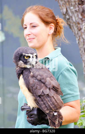 Spectacled owl (Pulsatrix perspicillata) con trainer Foto Stock