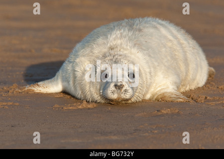 Guarnizione grigio pup (Halichoerus gryphus) sulla spiaggia sabbiosa, Lincolnshire Foto Stock