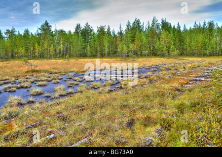 Acqua-terra registrati nelle foreste della Carelia e la vecchia strada di legno. L'estate. La spessa della foresta Foto Stock