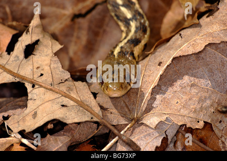 Primo piano della testa di un comune garter snake Foto Stock