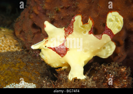 Rana pescatrice presenta verrucosa, noto anche come clown pesce rana, Antennarius maculatus,Tulamben; Bali, Indonesia, Mare di Bali, Oceano Indiano. Foto Stock