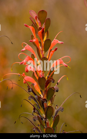 Cestello fiore, Adenanthos obovatus, a sud-ovest di Australia. Foto Stock