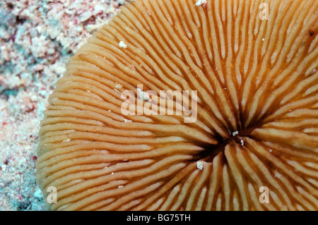 Corallo a fungo vicino, Fungia puamotensis, sulla sabbia Foto Stock