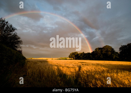 Luce della Sera e un doppio arcobaleno su un campo di orzo nei pressi della vecchia Rayne, Aberdeenshire, Scozia Foto Stock