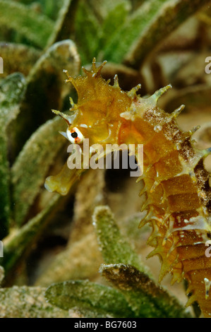 Spinosa o Jayakar il cavalluccio marino Hippocampus jayakarai, su piante fanerogame in habitat naturali Foto Stock