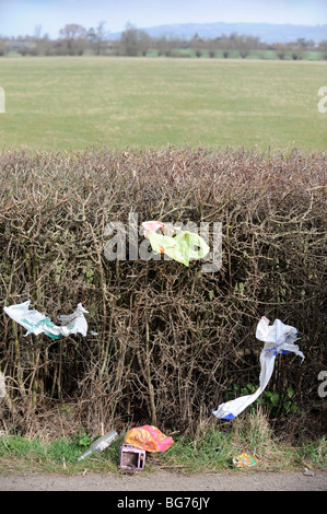 Cucciolata bloccato in una siepe su un vicolo del paese GLOUCESTERSHIRE REGNO UNITO Foto Stock
