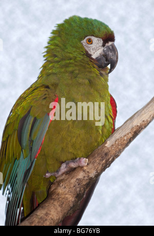 Chestnut-Fronted Macaw (ara severus) Foto Stock