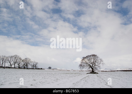 Un albero solitario in un nevoso campo Aberdeenshire Foto Stock