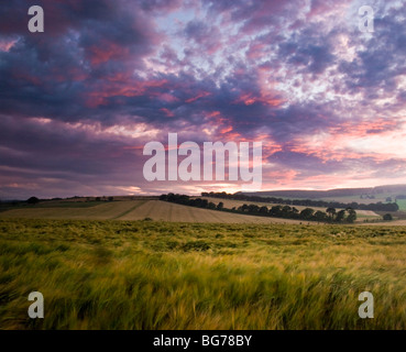 Tramonto su campi di orzo in Aberdeenshire, Scozia Foto Stock