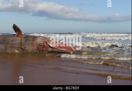 Voce maschile sprem balena, Physeter macrocephalus a Balmedie beach, vicino a Aberdeen, Scozia Foto Stock