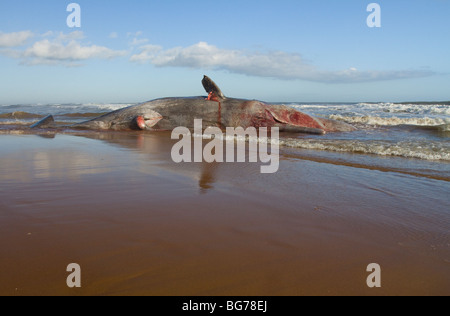 Sperma balena, Physeter macrocephalus a Balmedie beach, vicino a Aberdeen, Scozia Foto Stock