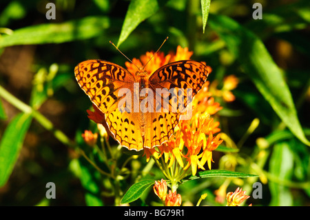 Grande Lamas Fritillary butterfly alimentazione su Orange Milkweed. Foto Stock