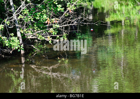 Pesche bobber e la linea catturati in rami di alberi sul bordo del lago Mallard in corrispondenza di aperture di quercia preservare, vicino a Toledo Ohio Foto Stock