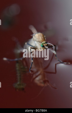 Appena emersa dalla pupa femmina neonato Culex pipiens mosquito galleggianti in acqua prima di iniziare a volare, abbondanti le larve e le pupe ancora a sinistra in acqua Foto Stock