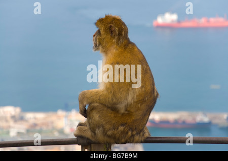 Barberia ape poggia su un palo a Gibilterra. Foto Stock