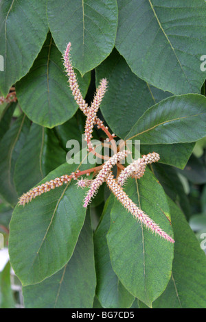 Clethra mexicana, Clethraceae, nel sud del Messico e America centrale Foto Stock