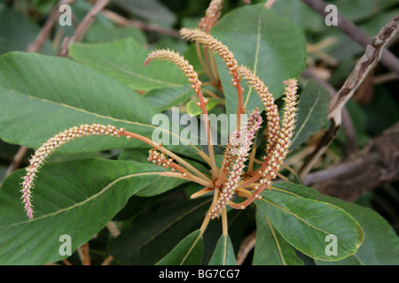 Clethra mexicana, Clethraceae, nel sud del Messico e America centrale Foto Stock