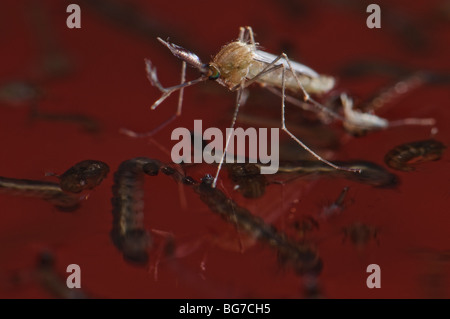 Appena emersa dalla pupa neonato maschio di Culex pipiens mosquito galleggianti in acqua prima di iniziare a volare, abbondanti le larve e le pupe ancora a sinistra in acqua Foto Stock