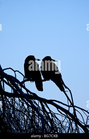 Due corvi arroccato nella struttura ad albero al tramonto, England, Regno Unito Foto Stock
