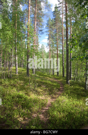Percorso nella foresta finlandese di pino ( pinus sylvestris ) , Finlandia Foto Stock
