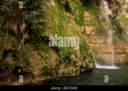 Israele, il Deserto della Giudea, David cascata di Ein Gedi Foto Stock