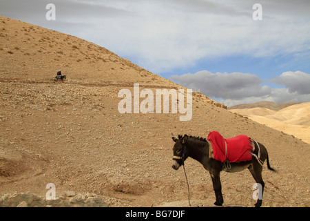 Deserto della Giudea, un asino in Wadi Qelt Foto Stock