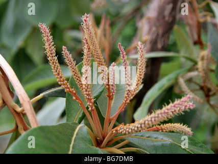 Clethra mexicana, Clethraceae, nel sud del Messico e America centrale Foto Stock