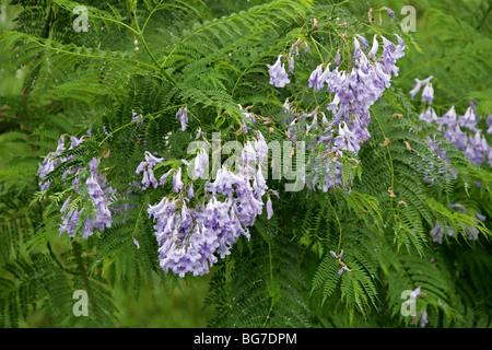 Jacaranda blu, Jacaranda mimosifolia, Bignoniaceae, Sud America. Aka Poui nero, (J. acutifolia, J. chelonia, J.ovalifolia). Foto Stock